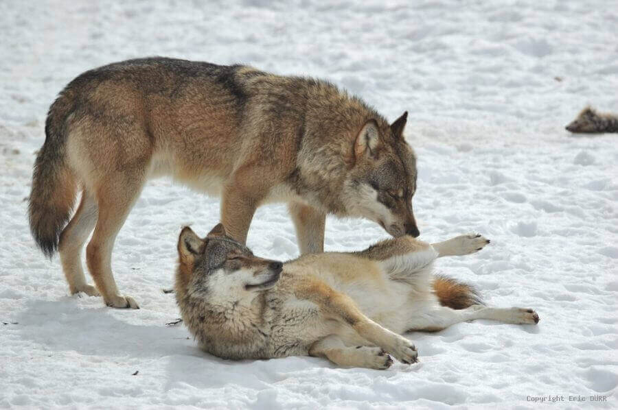 La reproduction chez le Loup Le Klan du Loup — free download